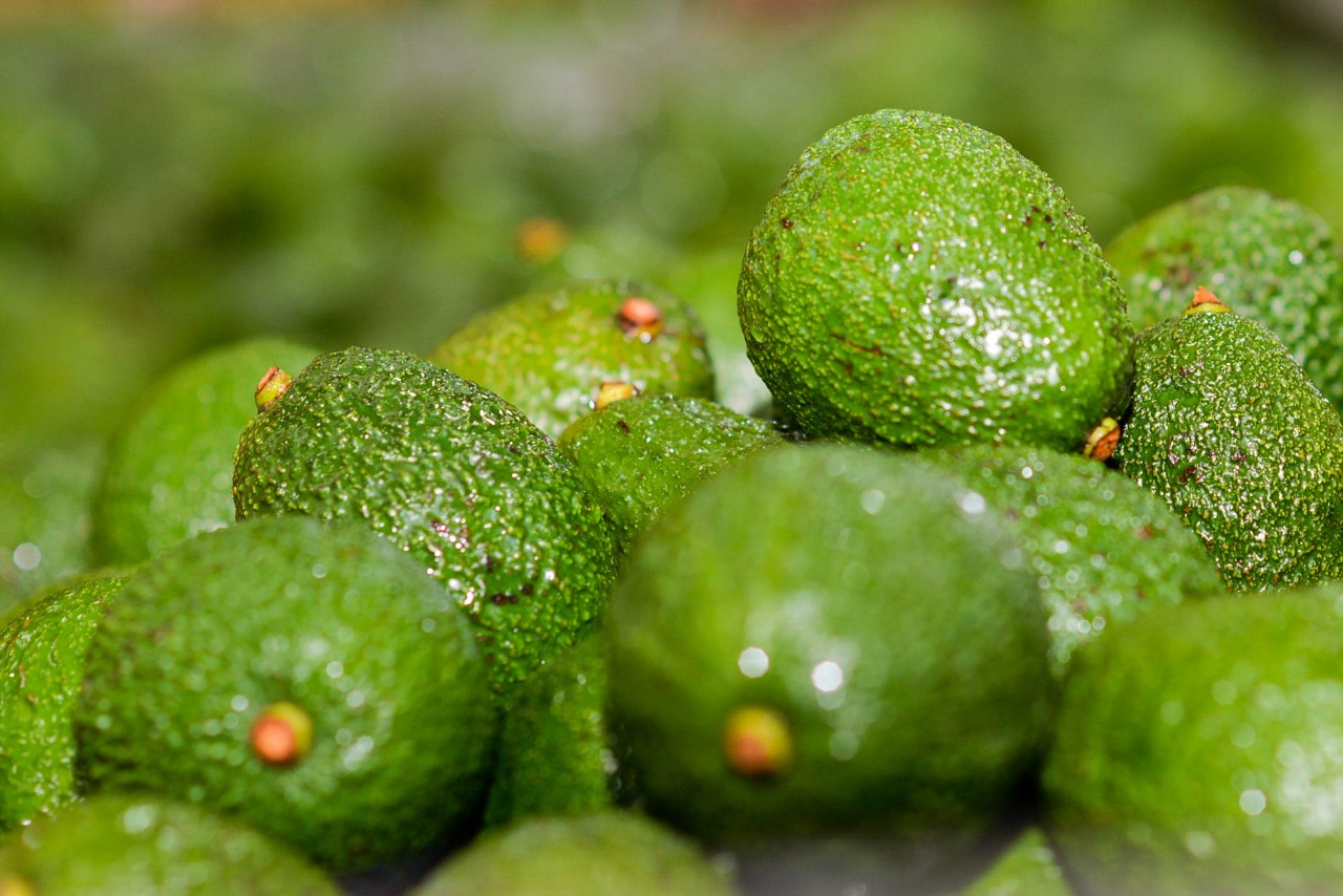 Read more about the article Avocado Nutrition and Health Benefits